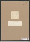 Melosira solida var. haitiensis Grun. (de-Toni-Nr.: Genus 213, Species 5309) Zeichnungen Sammlung Grunow Nr. 9167 (NHMW-BOT-W0378944)